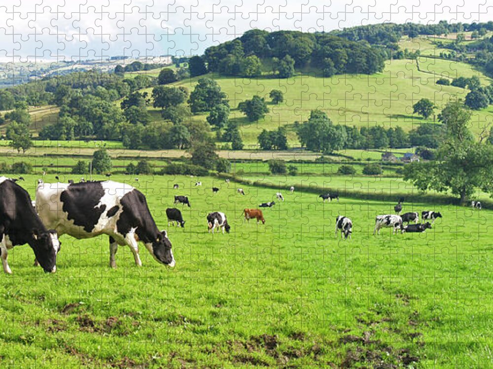Scenics Jigsaw Puzzle featuring the photograph Panoramic Of Dairy Cows by Mikedabell