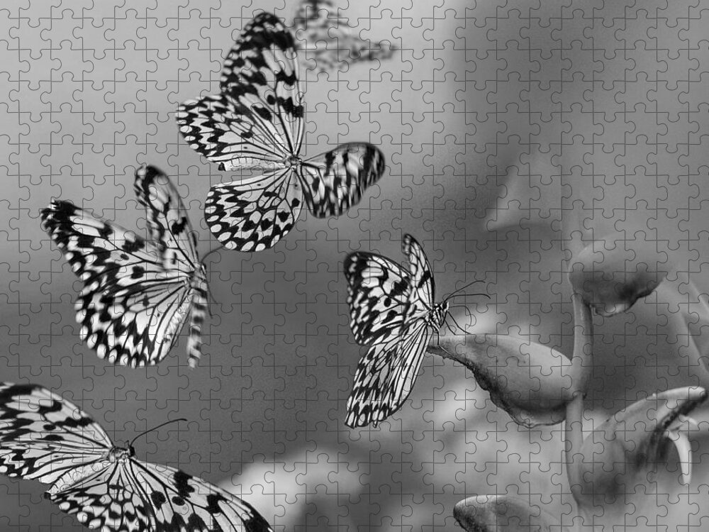 Disk1215 Jigsaw Puzzle featuring the photograph Paper Kite Butterfly Swarm by Tim Fitzharris