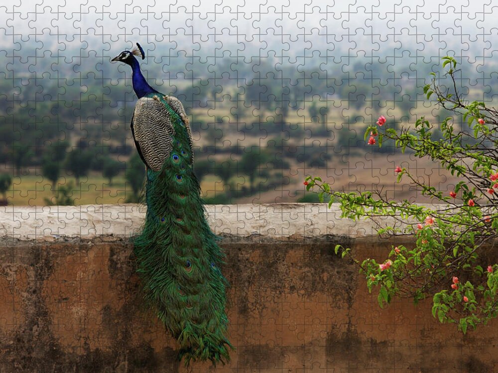Forecasting Jigsaw Puzzle featuring the photograph Peacock On Ledge by Alex Mares-manton
