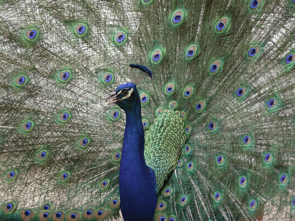 Natural Pattern Jigsaw Puzzle featuring the photograph Peacock by Scott Moore Limelight Imaging
