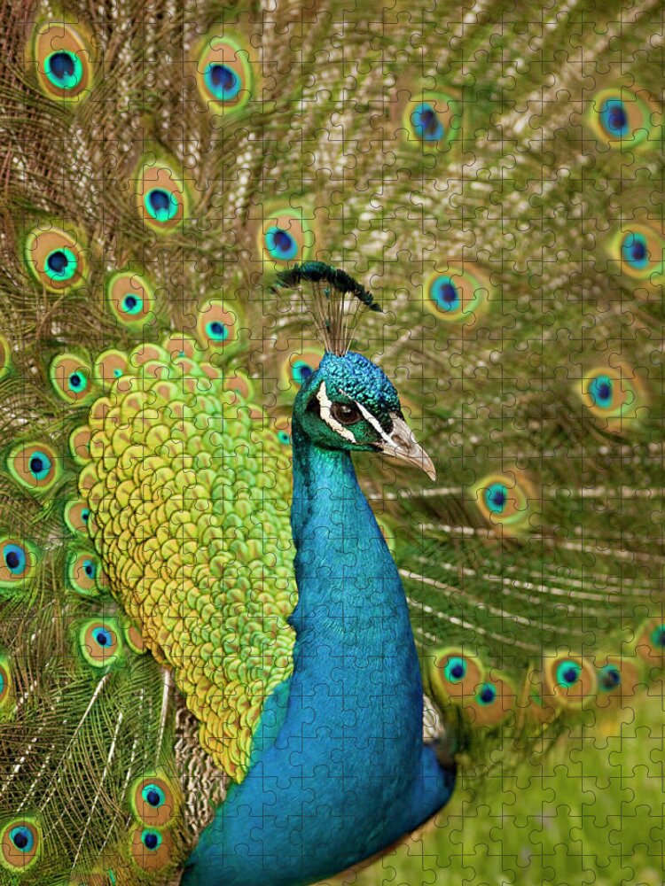Animal Themes Jigsaw Puzzle featuring the photograph Peacock Strutting by Don Farrall