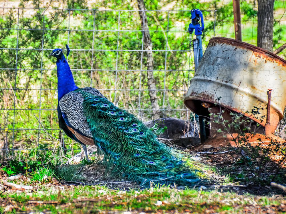 Peacock Jigsaw Puzzle featuring the photograph Peacocks by Peggy Franz