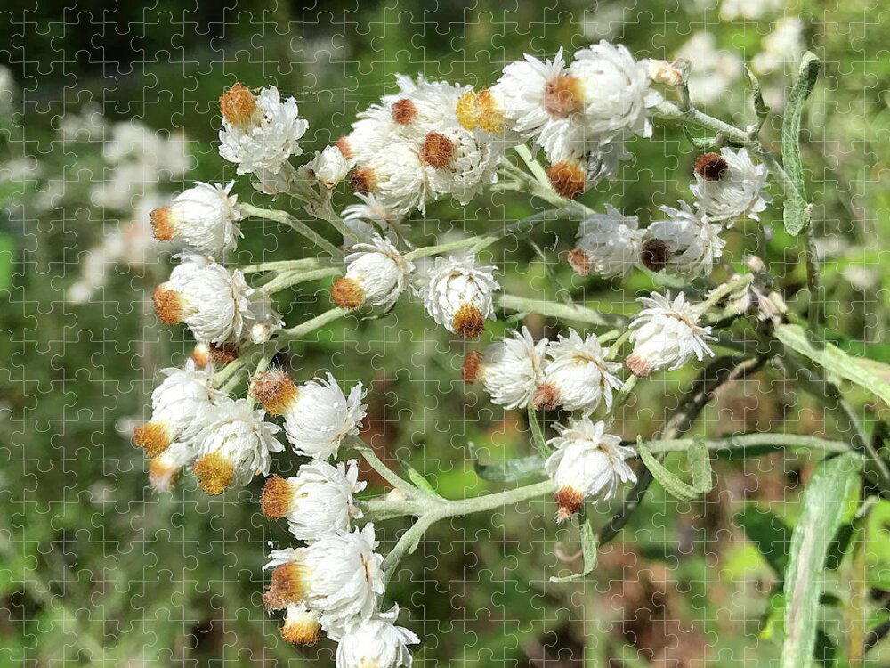 Pearly Everlasting Jigsaw Puzzle featuring the photograph Pearly Everlasting 2 by Amy E Fraser