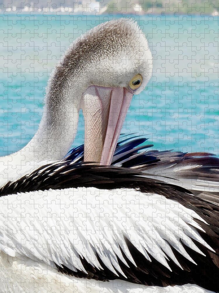 Pelicans Jigsaw Puzzle featuring the digital art Pelican beauty 99920 by Kevin Chippindall