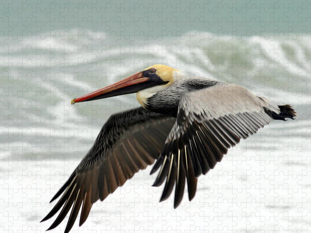 Pelican Jigsaw Puzzle featuring the photograph Pelican Glide by Anthony Jones