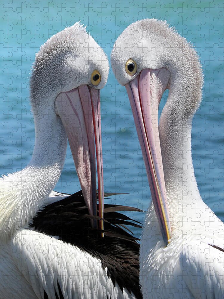 Pelican Love Jigsaw Puzzle featuring the digital art Pelican love 06163 by Kevin Chippindall