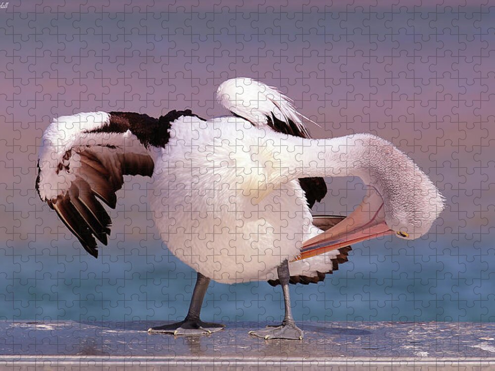Pelicans Jigsaw Puzzle featuring the digital art Pelican show off 05 by Kevin Chippindall