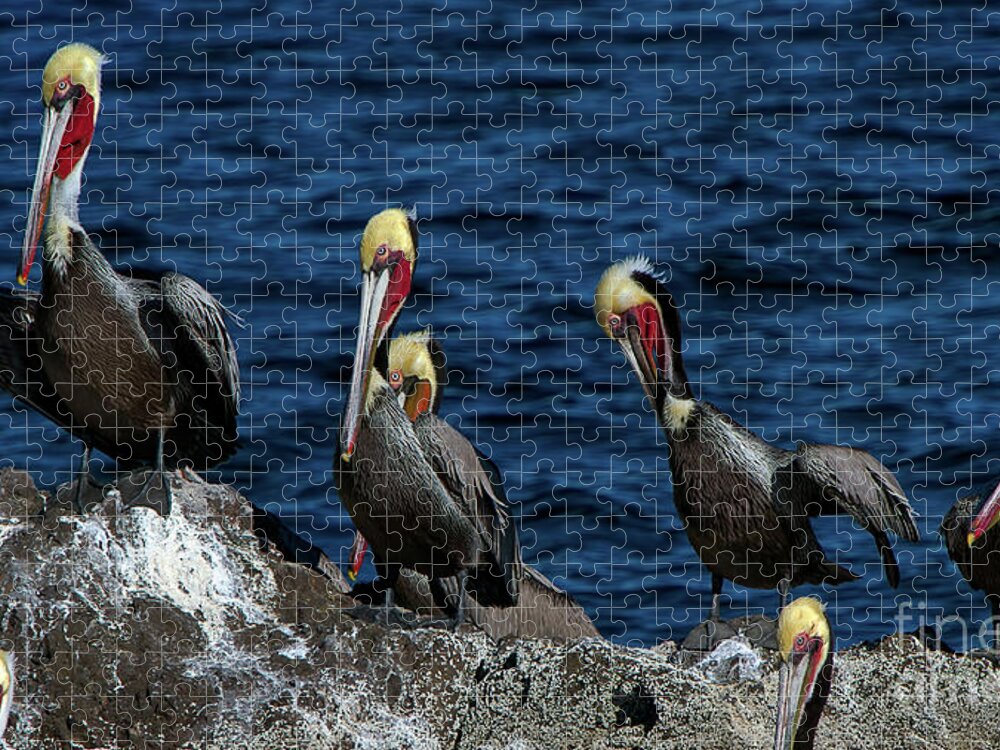 Azamara Jigsaw Puzzle featuring the photograph Pelicanos by Doug Sturgess