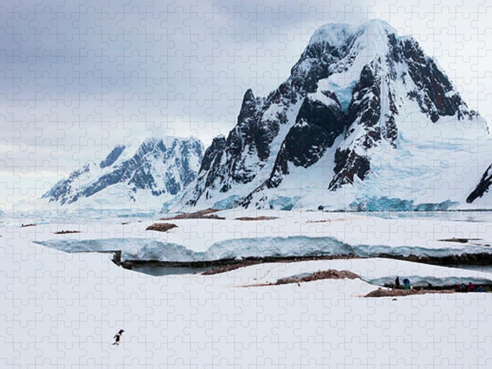 Extreme Terrain Jigsaw Puzzle featuring the photograph Penguins And People, Antarctica by Mint Images/ Art Wolfe
