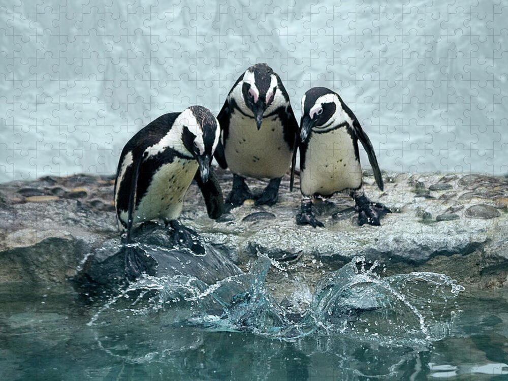 Animal Themes Jigsaw Puzzle featuring the photograph Penguins by Fotografias De Rodolfo Velasco