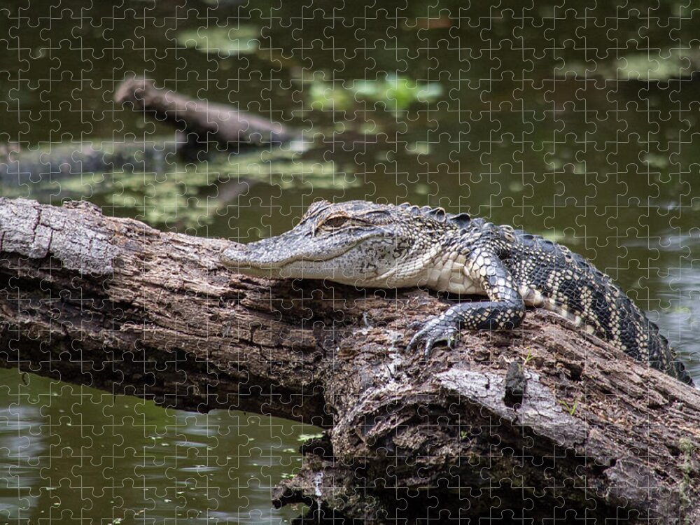 Alligator Jigsaw Puzzle featuring the photograph Perched Gator by Joe Leone