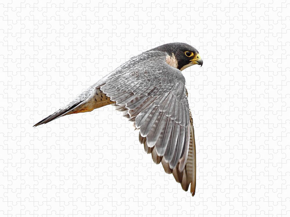 Animal Themes Jigsaw Puzzle featuring the photograph Peregrine Falcon Bird by Bmse