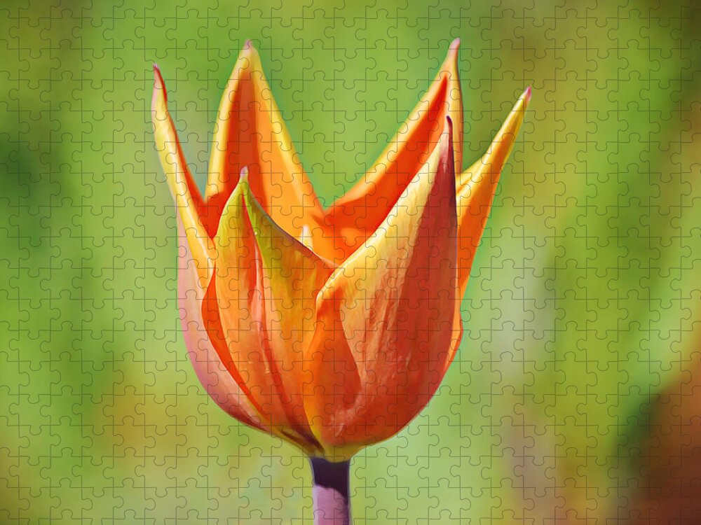 Orange Jigsaw Puzzle featuring the photograph Perfect Orange Tulip by Gaby Ethington