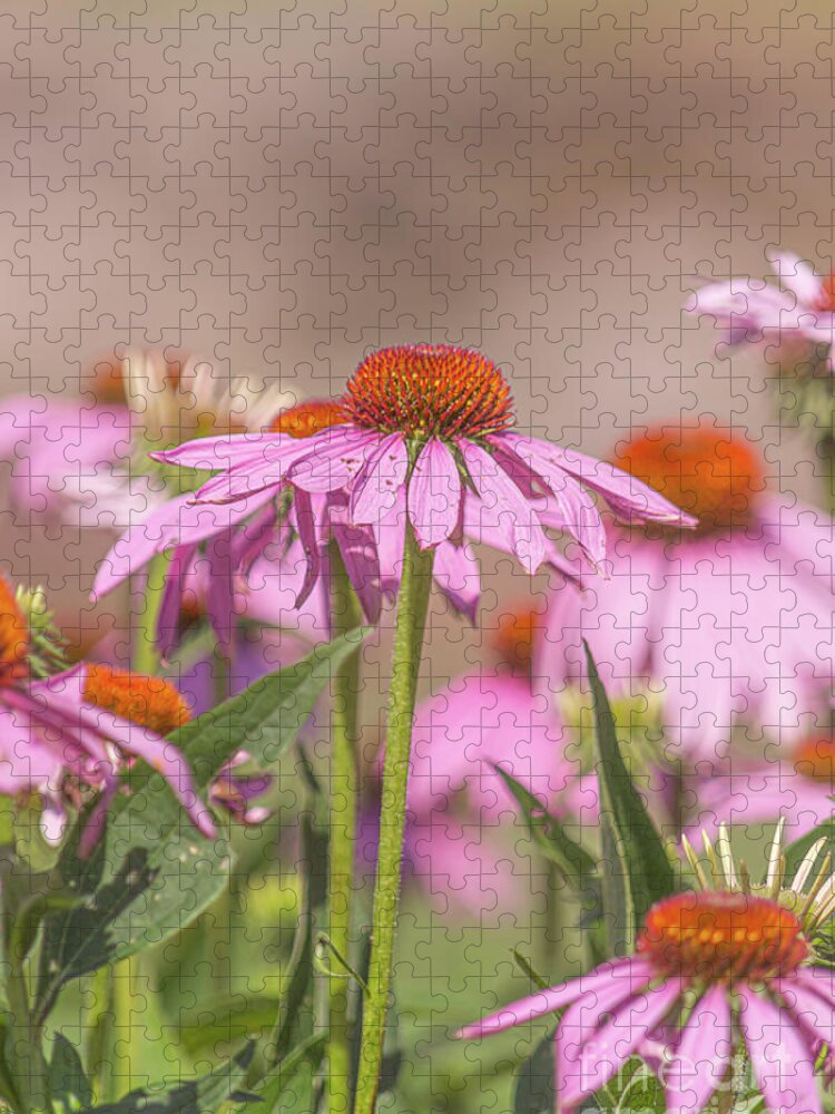 Pink Jigsaw Puzzle featuring the photograph Petals of Pink by Amfmgirl Photography