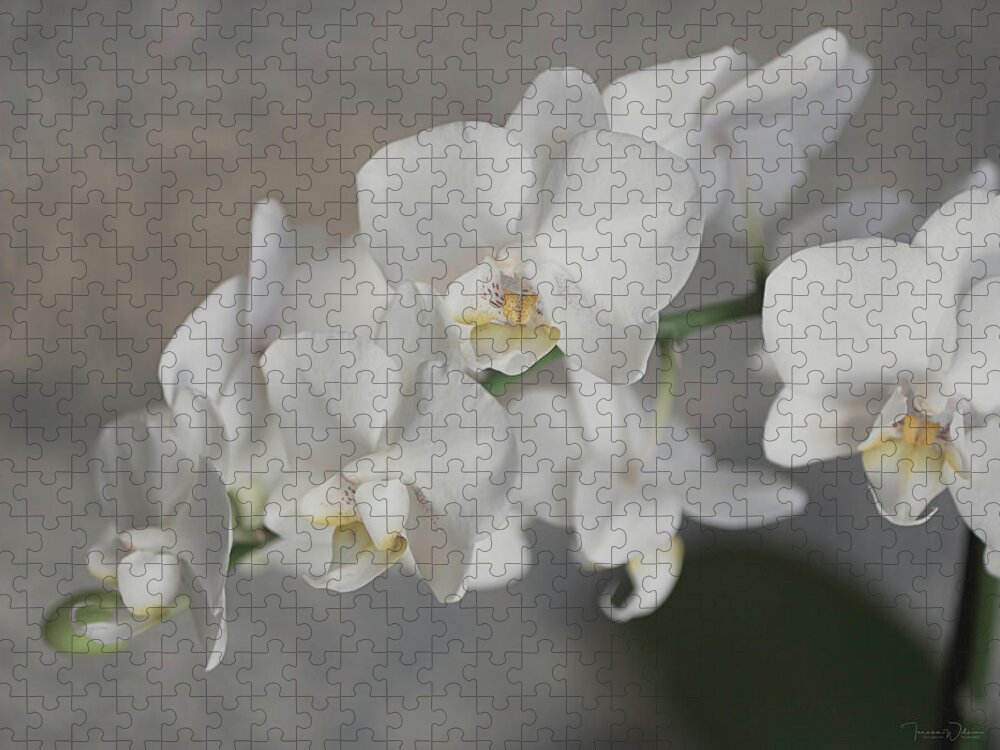 Orchid Jigsaw Puzzle featuring the photograph Phalaenopsis Orchid 4647 by Teresa Wilson
