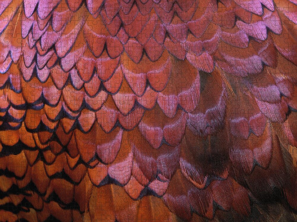 Animal Skin Jigsaw Puzzle featuring the photograph Pheasant Feathers by Siede Preis
