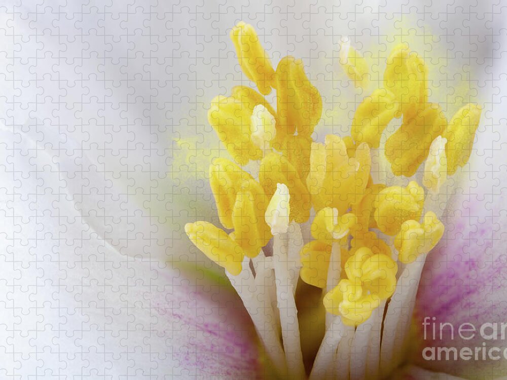 Flower Jigsaw Puzzle featuring the photograph Philadelphus flower extreme close up with pollen by Simon Bratt