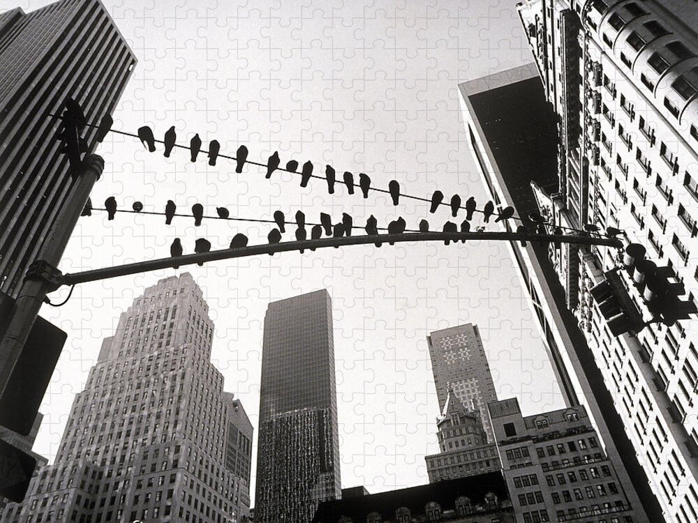 In A Row Jigsaw Puzzle featuring the photograph Pigeons Sitting On Wires by Henri Silberman