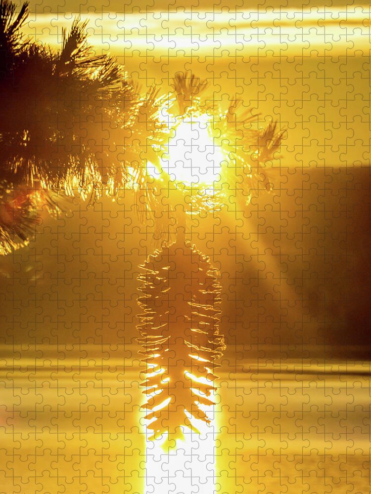 Sun Jigsaw Puzzle featuring the photograph Pine cone fire by Martin Gollery