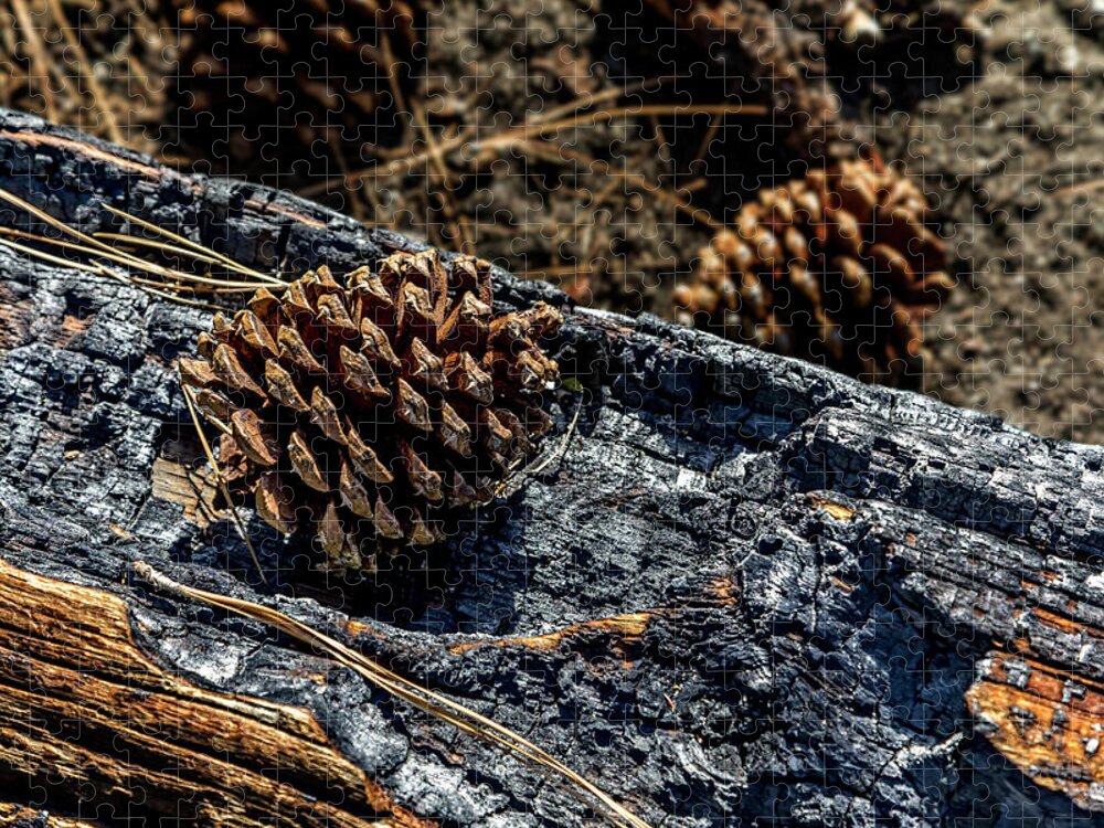 Mammoth Lakes Jigsaw Puzzle featuring the photograph Pine Cone on Charred Wood by Kelley King