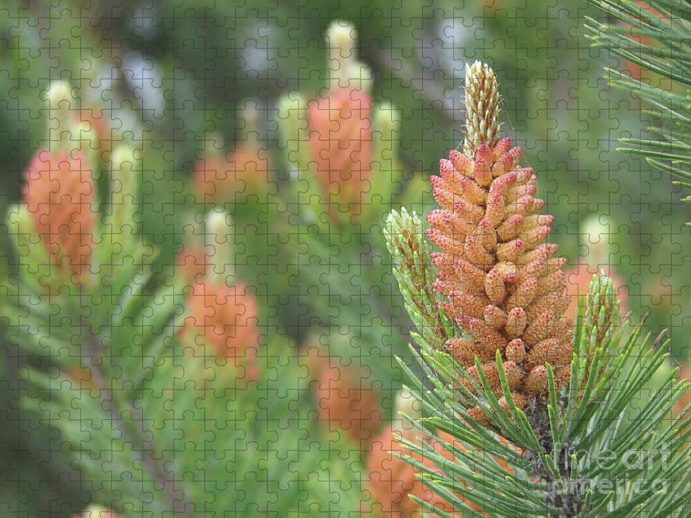 Pine Jigsaw Puzzle featuring the photograph Pine Flowers by Rich Collins