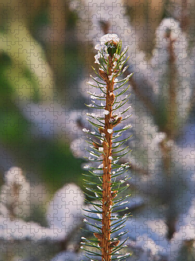 Pine Jigsaw Puzzle featuring the photograph Pine tree tip I by Steven Ralser