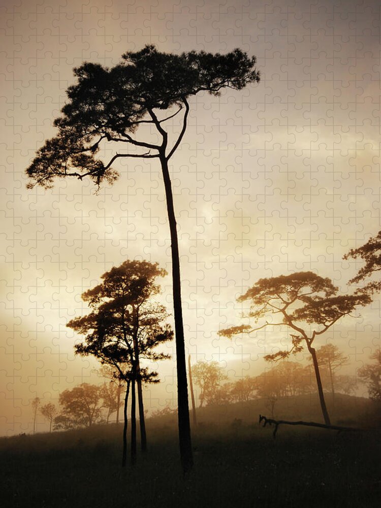 Scenics Jigsaw Puzzle featuring the photograph Pine Trees by Piriya Photography