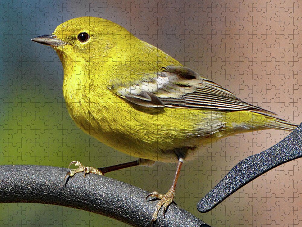 Pine Warbler Jigsaw Puzzle featuring the photograph Pine Warbler by Jerry Griffin