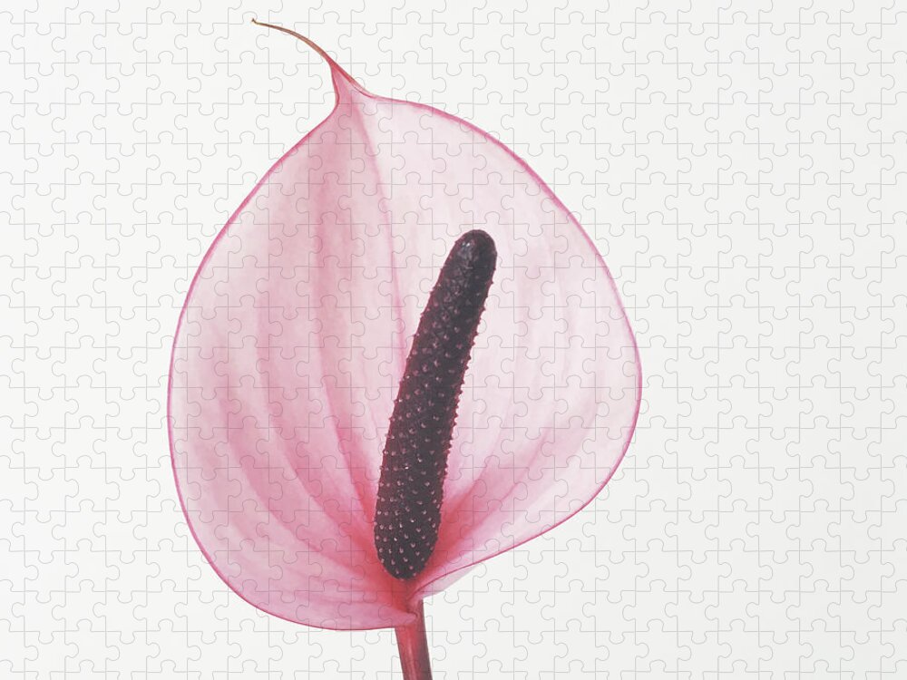 Flower Jigsaw Puzzle featuring the photograph Pink Calla Lily by Cassia Beck