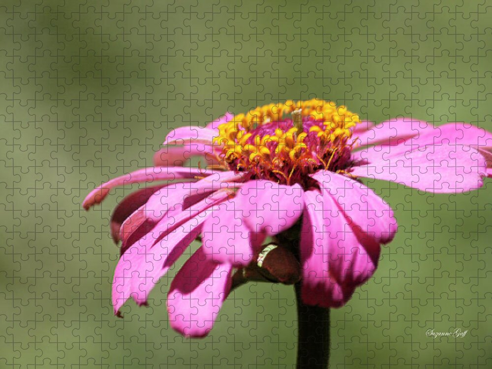Photograph Jigsaw Puzzle featuring the photograph Pink Coneflower in Pastel by Suzanne Gaff