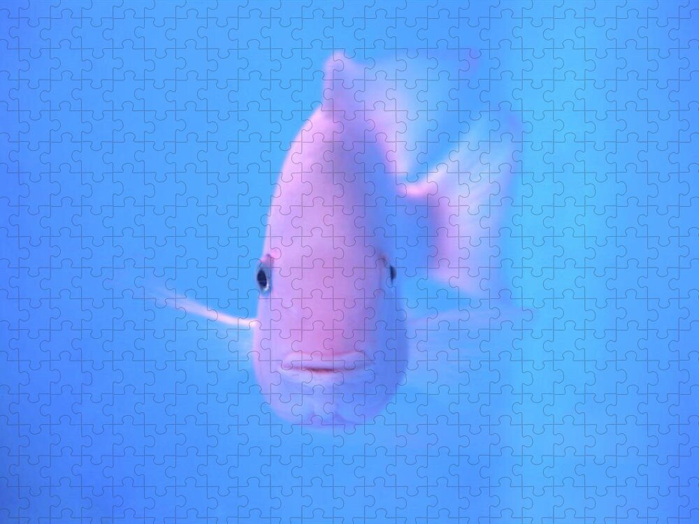 Underwater Jigsaw Puzzle featuring the photograph Pink Fish In Clear Blue Water by Jonas Seaman