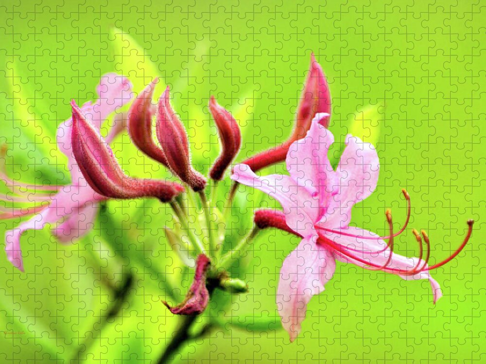Honeysuckle Jigsaw Puzzle featuring the photograph Pink Honeysuckle Flowers by Christina Rollo