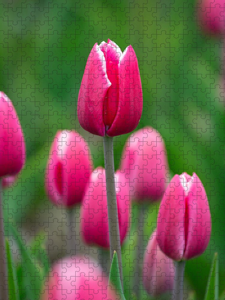 Pink Jigsaw Puzzle featuring the photograph Pink by Linda Bonaccorsi