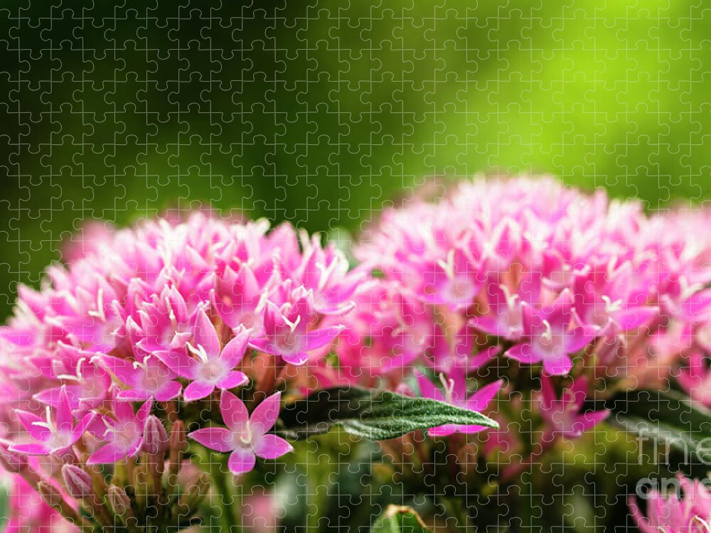 Background Jigsaw Puzzle featuring the photograph Pink Pentas Flowers by Raul Rodriguez