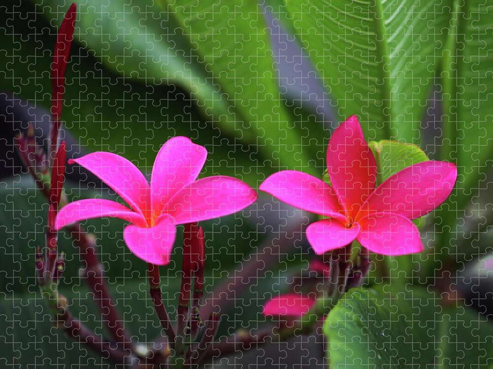 Pink Plumeria Jigsaw Puzzle featuring the photograph Pink Plumeria by Anthony Jones