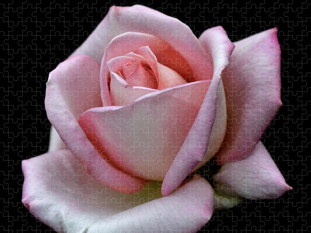 Part Of A Series Jigsaw Puzzle featuring the photograph Pink Rose by I Love Photo And Apple.