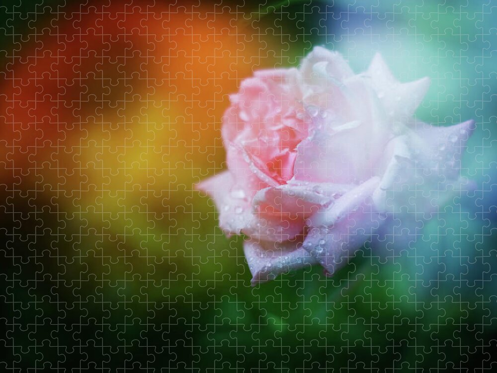 Scenics Jigsaw Puzzle featuring the photograph Pink Rose Multiple Exposure by Jaminwell