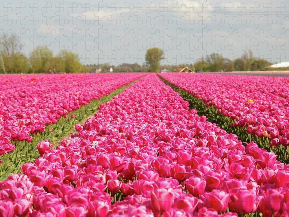 Netherlands Jigsaw Puzzle featuring the photograph Pink Tulips by By Johan Krijgsman, The Netherlands