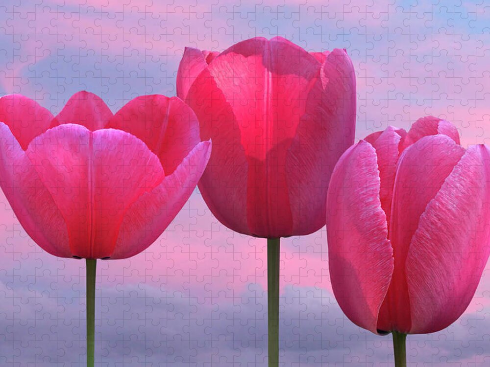 Tulip Jigsaw Puzzle featuring the photograph Pink Tulips Celebrating Spring by Gill Billington