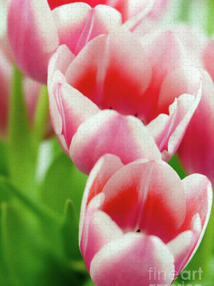 Bokeh Jigsaw Puzzle featuring the photograph Pink Tulips by Nando Lardi