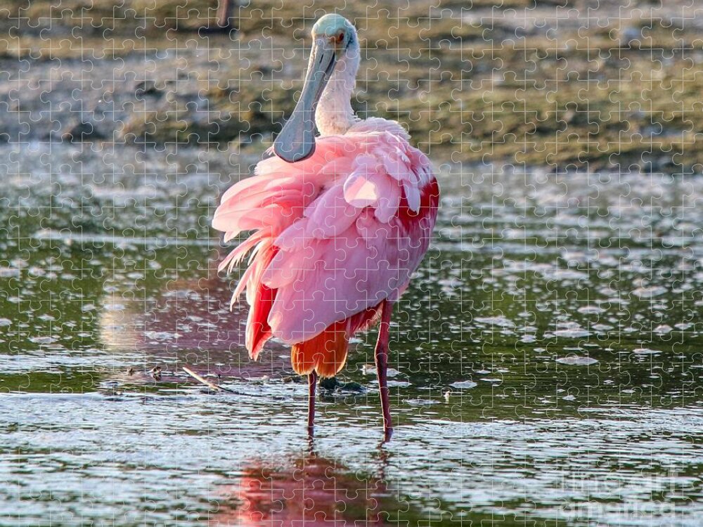 Spoonbill Jigsaw Puzzle featuring the photograph Pink Tutu by Susan Rydberg