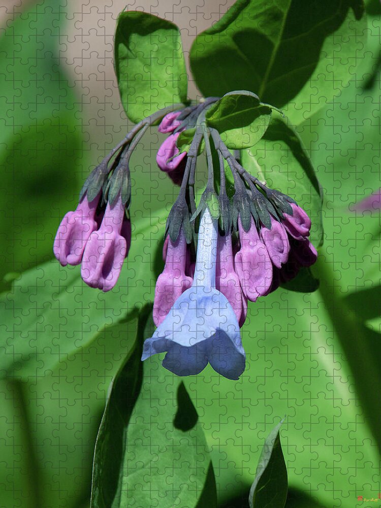 Nature Jigsaw Puzzle featuring the photograph Pink Virginia Bluebells or Virginia Cowslip DFL0947 by Gerry Gantt