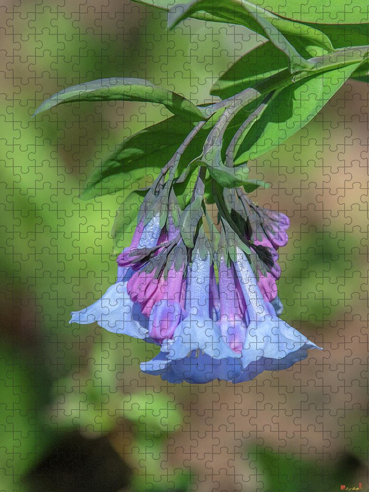 Borage Family Jigsaw Puzzle featuring the photograph Pink Virginia Bluebells or Virginia Cowslip DFL0963 by Gerry Gantt