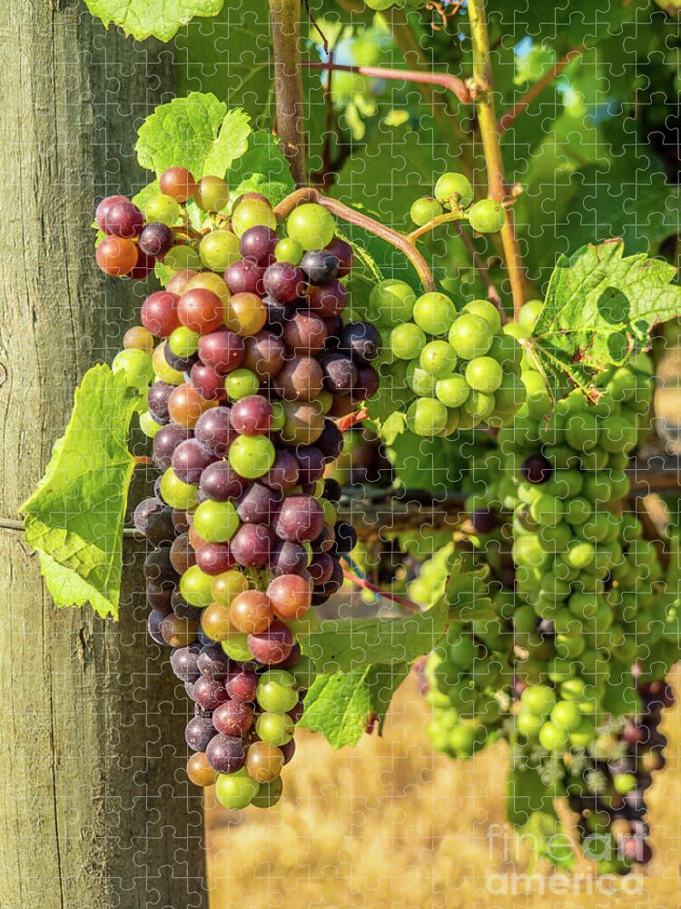 Grapes Jigsaw Puzzle featuring the photograph Pinot Gris Willamette Valley Vineyard by Leslie Struxness
