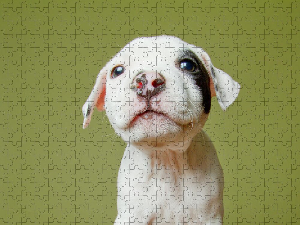 Pit Bull Puppy Jigsaw Puzzle by Square Dog Photography 