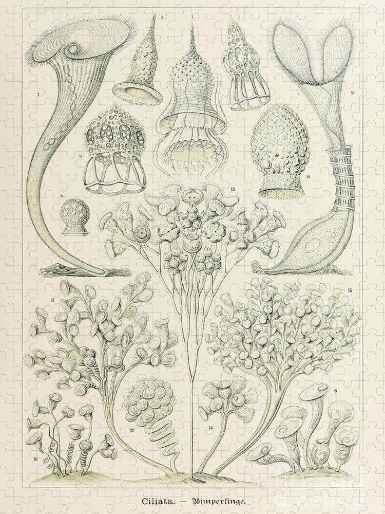 Ernst Haeckel Jigsaw Puzzle featuring the drawing Plate 3 Stentor Ciliata by Ernst Haeckel