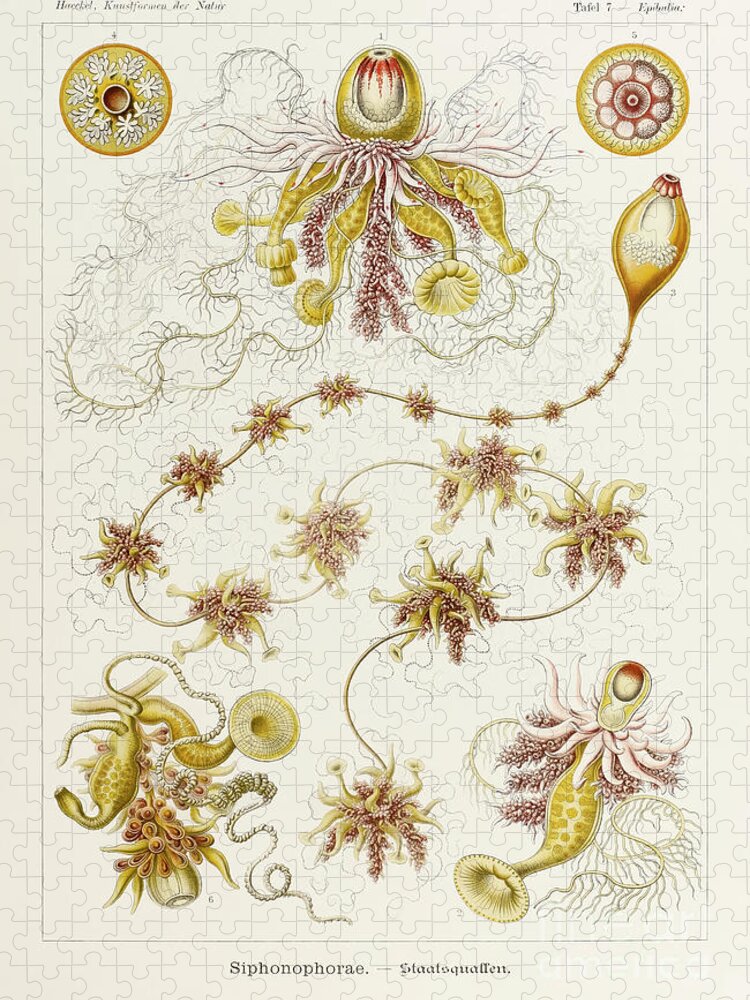 Ernst Haeckel Jigsaw Puzzle featuring the drawing Plate 7 Epibulia Siphonophorae by Ernst Haeckel