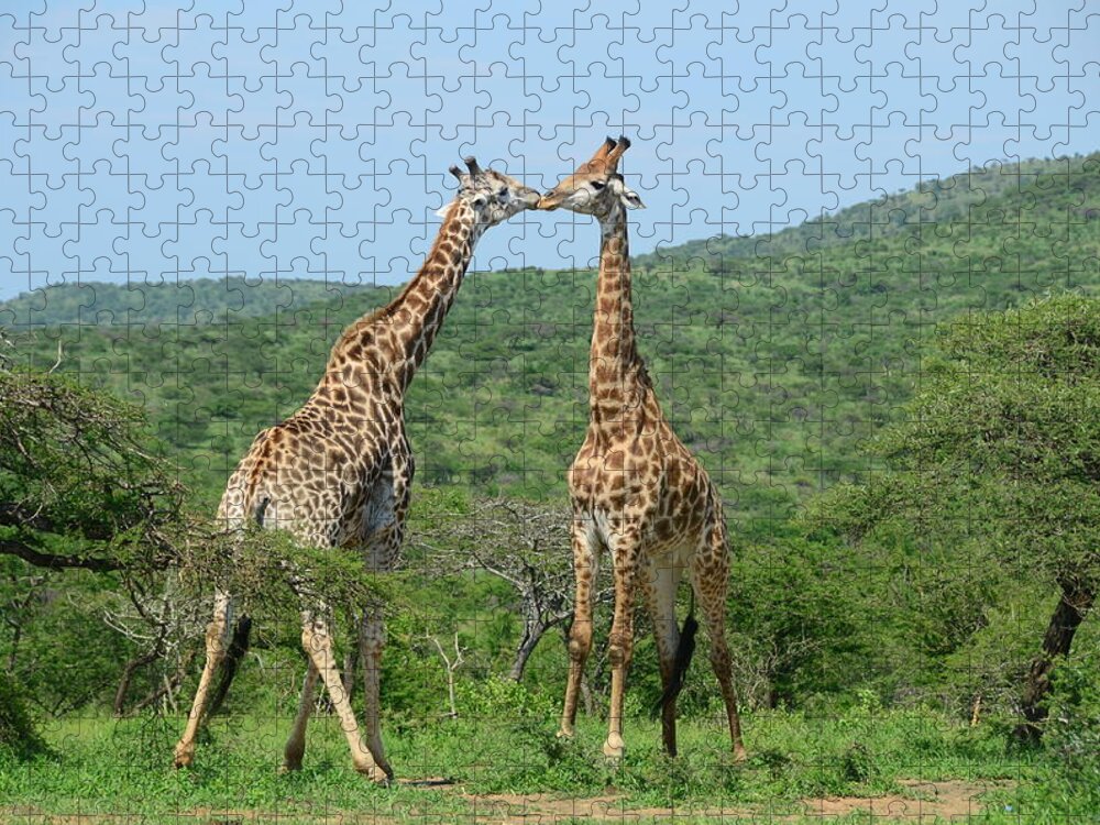 Animal Themes Jigsaw Puzzle featuring the photograph Playfull Giraffes In Hluhluwe by Photography By Michel Coutty