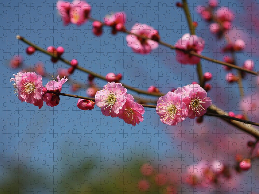 Plum Jigsaw Puzzle featuring the photograph Plum Blossom by Masahiro Nakano/a.collectionrf