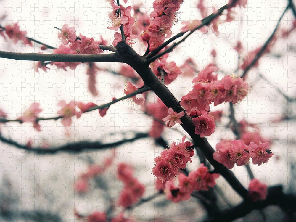 Outdoors Jigsaw Puzzle featuring the photograph Plum Blossom by Shawnfeng